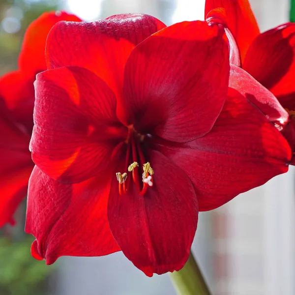 A deep red Amaryllis Red Lion flower in close-up, six petals open wide around yellow-tipped stamens, soft green and white behind
