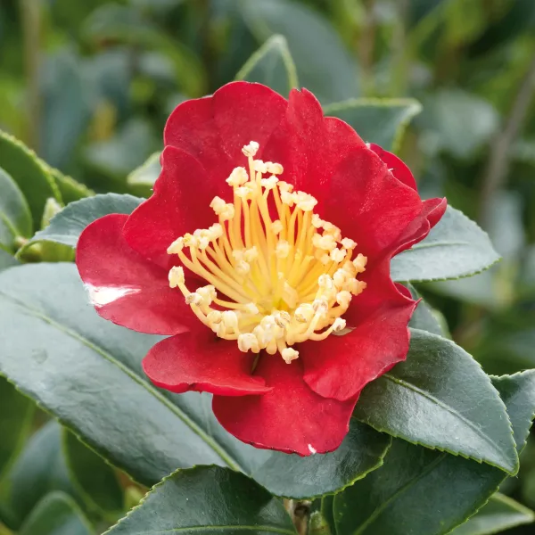 A single red Camellia Yuletide flower with a dense cluster of golden stamens, surrounded by dark glossy leaves