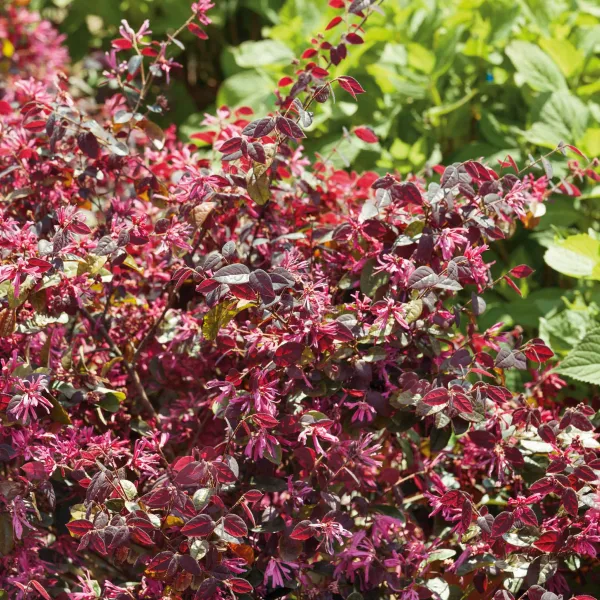 A Loropetalum Fire Dance shrub in full flower, fringed pink blooms among deep burgundy leaves, with bright green foliage behind