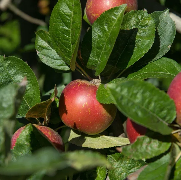 Rote Äpfel an den Zweigen eines Apfelbaums, Nahaufnahme aus dem Sortiment von pflanzmich.de