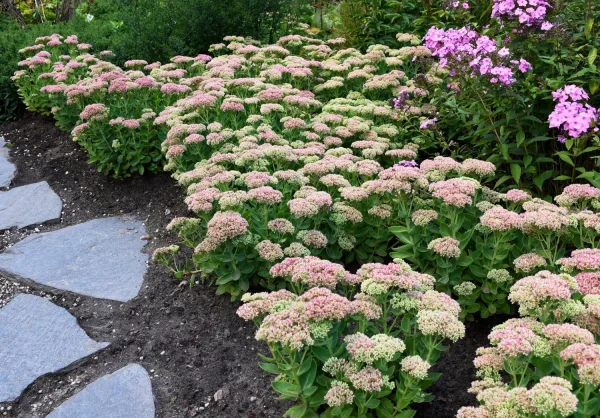 Ein Beet Hohe Fetthenne Herbstfreude in voller Blüte, rosa Blütendolden über fleischigen Blättern